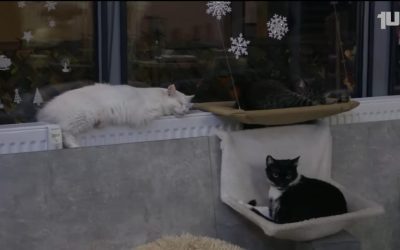 Gry planszowe, kawa i… koty?